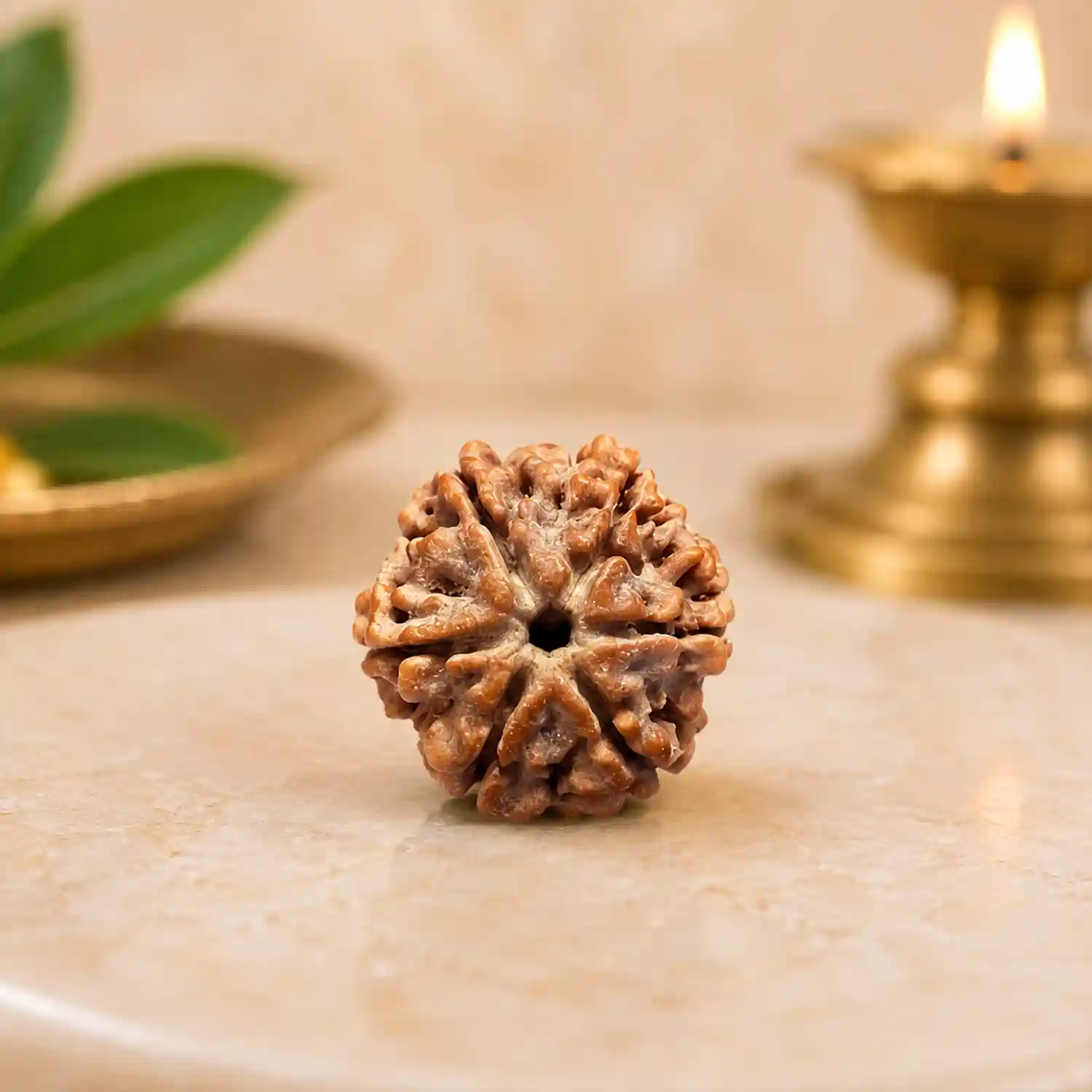 Natural 6 Mukhi Rudraksha Bead | Chhey Mukhi Rudraksha Bead Natural