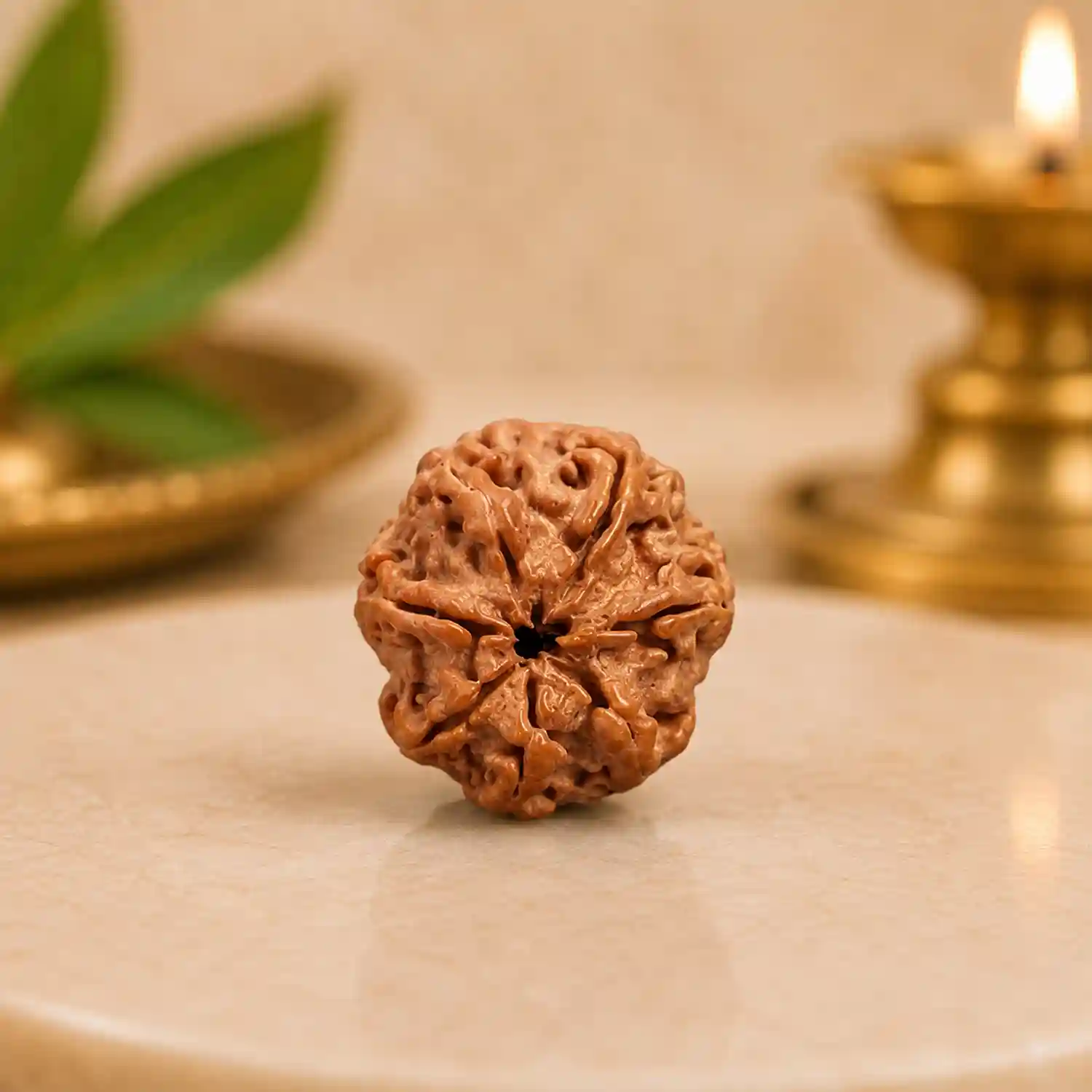 Natural 7 Mukhi Rudraksha Bead | Saat Mukhi Rudraksha Bead Natural